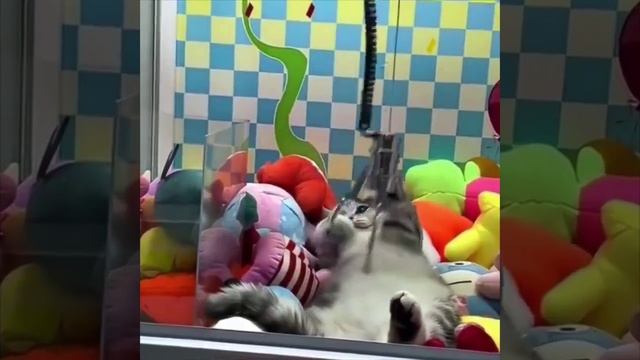Кот отдыхает в игрушках