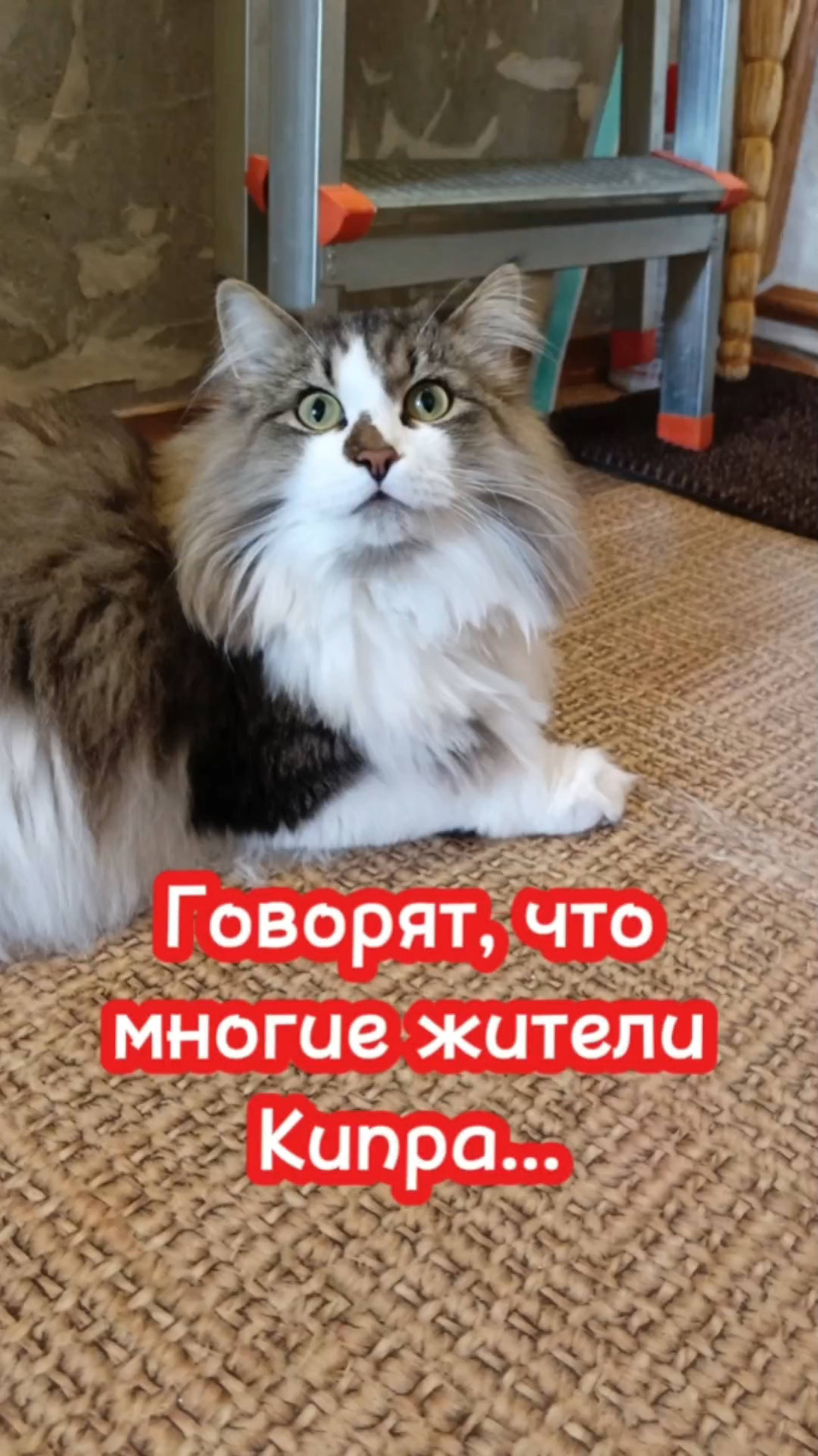 Смешная озвучка кошек.
