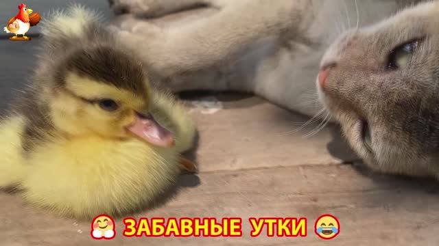 Забавные утки мускусные и пекинские на свободном выгуле ч.(82) ❣️🤗😂