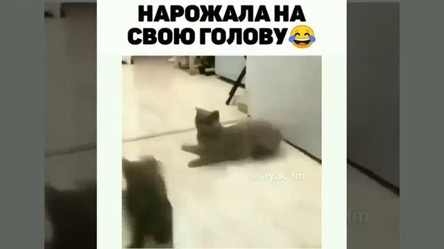Мамочка и гиперактивный детки 😻🐈🤩❤️👍