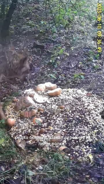 ШАКАЛ ОБЫКНОВЕННЫЙ