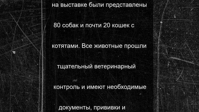 На выставке «Пойдём домой» в Рязани 14 кошек и собак обрели хозяев