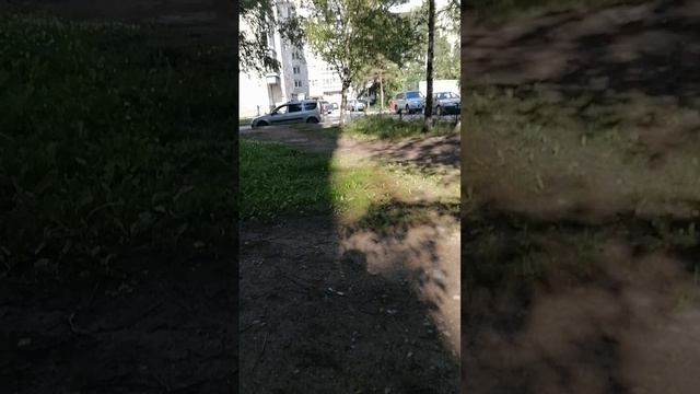 И мух отгоняй под Aditya Gayatri