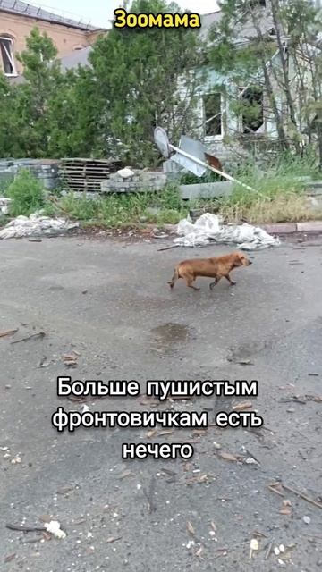 Животным фронтовичкам нечего есть