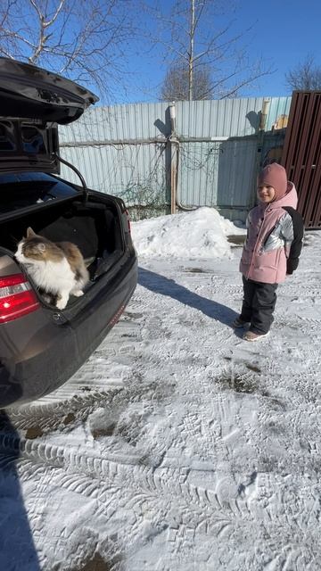 Кот в багажнике. Март 2025