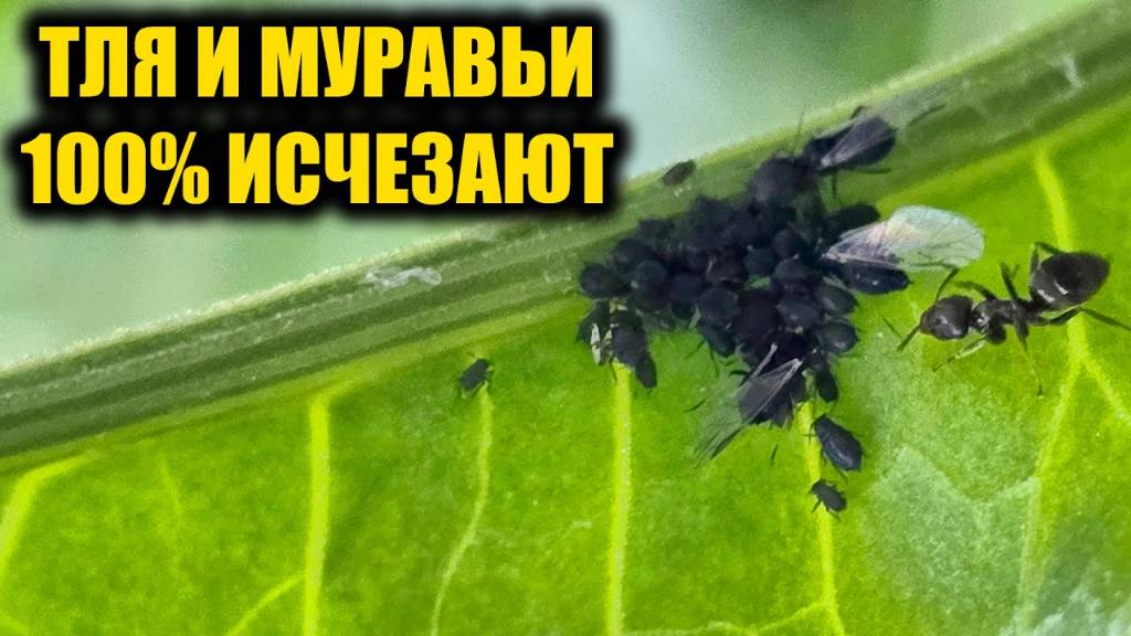 От МУРАВЬЕВ и ТЛИ помогает только ЭТО! Опытная дачница раскрыла секрет