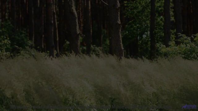 Леса звучат как песня, которую ждали всю жизнь - Unfair -- Hiro -- Hiro