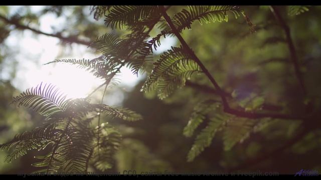 Видео, которое зарядит вас энергией на неделю вперед! - Appalachian Summer -- One Man Book -- Brand