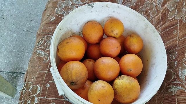 Туршу закатывать и сбор остатков цитруса)
