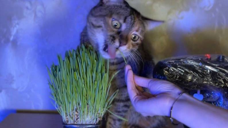 АСМР 🎧 Кошка ест траву и вкусняшки 🐈 Мурлыкание 🐈 ASMR Cat