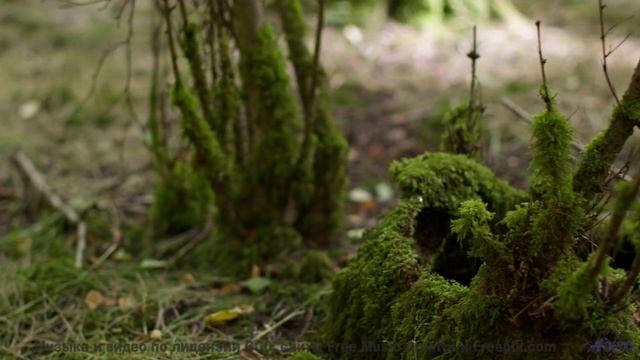 Поля раскрываются вместе с каждым новым ритмом - Quiet like a mouse -- Michael Angel -- My deity