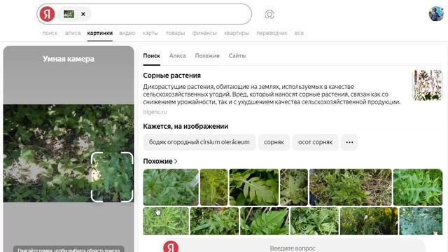 Анализ фотографии из огорода с помощью Яндеск-камеры
