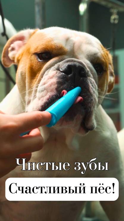 Первая зубная щётка, от которой питомец не сбежит 🦷🐾