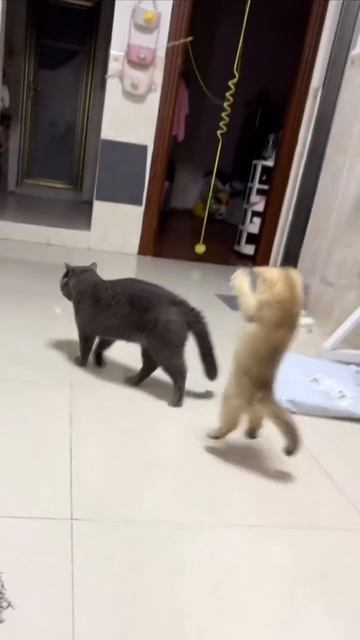 Смешное