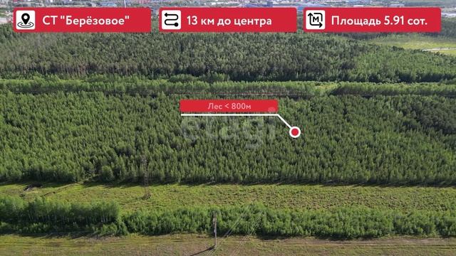 8534960 Берёзовое 4 коп прайм