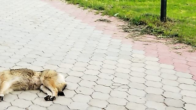 Крепкий сон