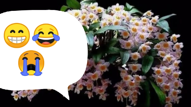 УДИВИЛ ТАК УДИВИЛ Дендробиум Farmeri Pink😄..