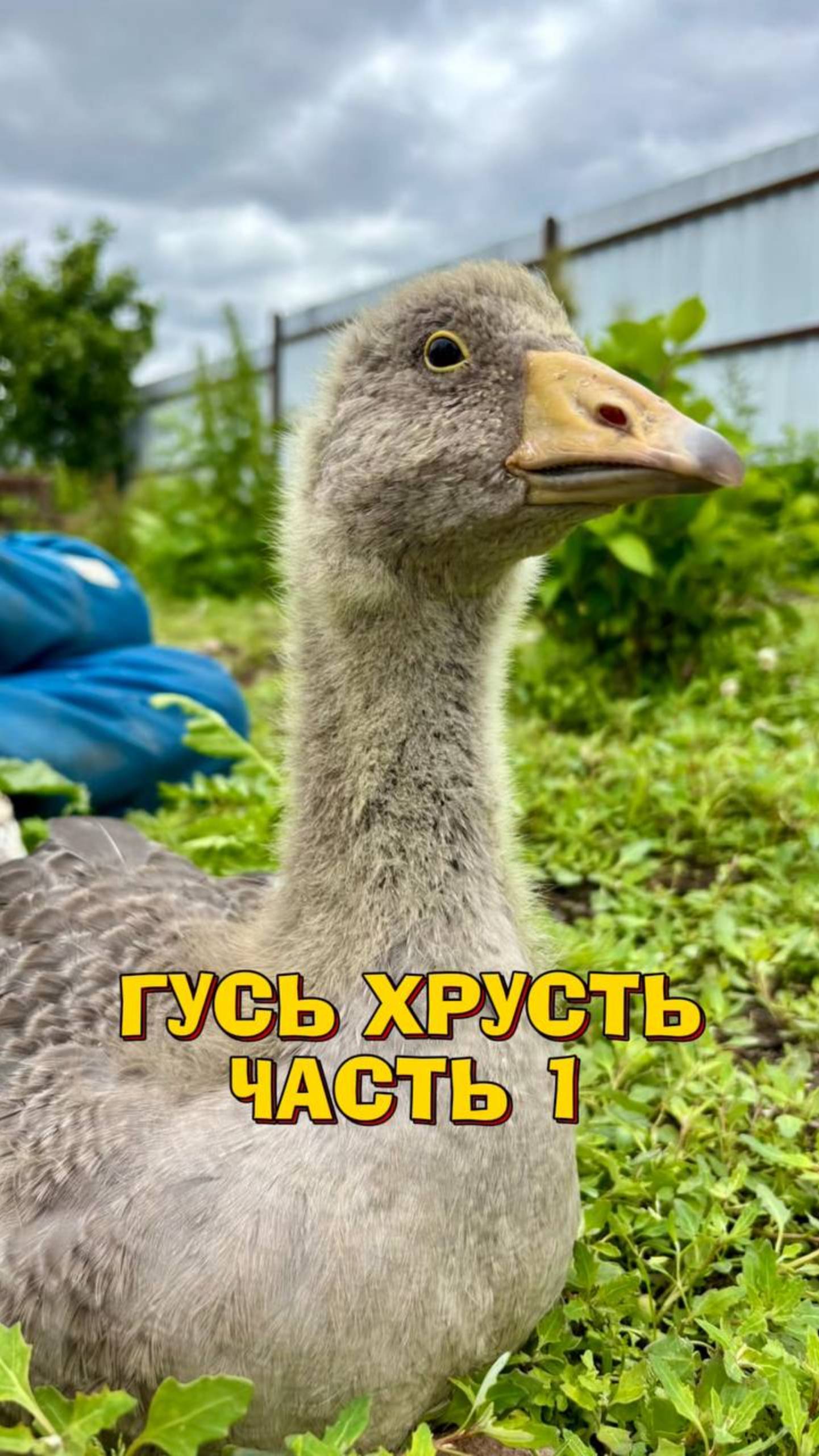 Гусь, который изменил всё