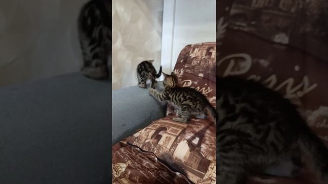 Табби Котята играют на диване