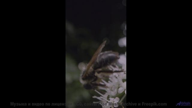 Музыка, которая отвечает на главные вопросы бытия! - A Canadian Flag in Jakarta (Pulse Burst) -- Ov