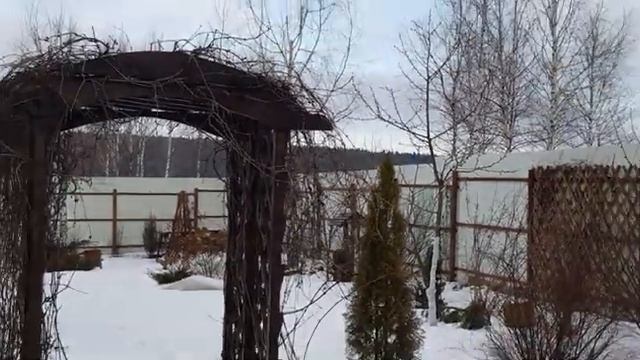 Мой зимний сад и огород часть (5)