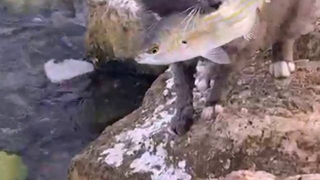 Рыбак от Бога