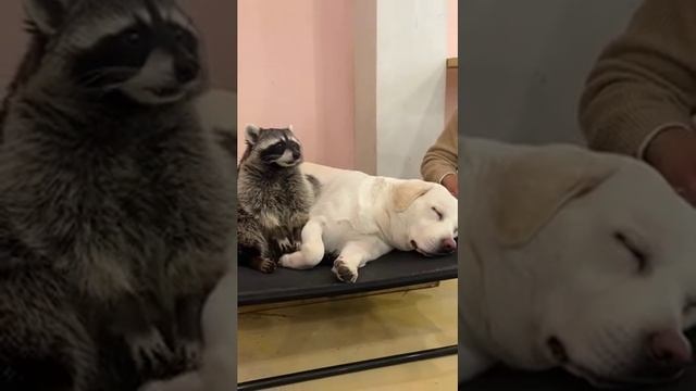 Барсучая житуха