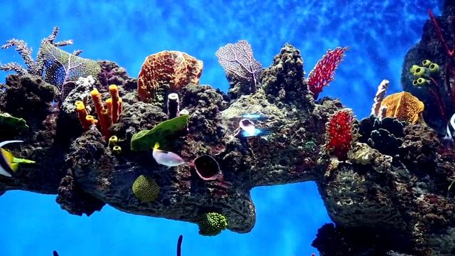 Красота под водой ч5