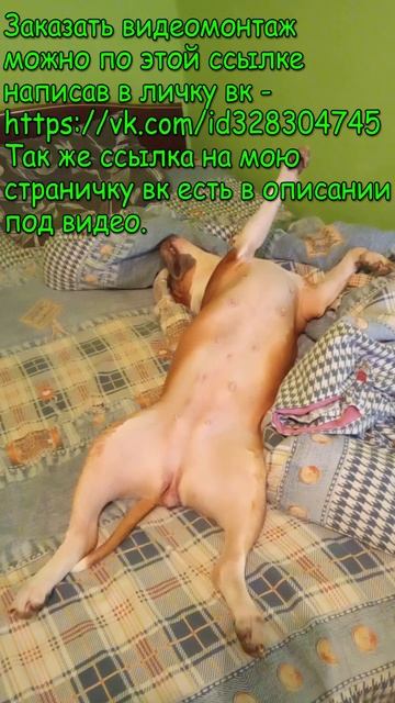 Амстафф Трейси проснулась и кайфует
