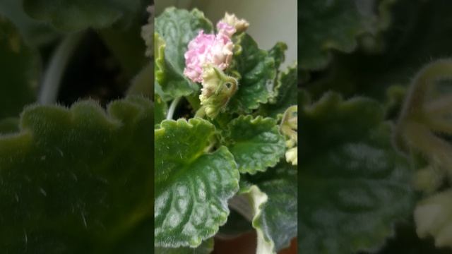 VID_20250622_134059.mp4