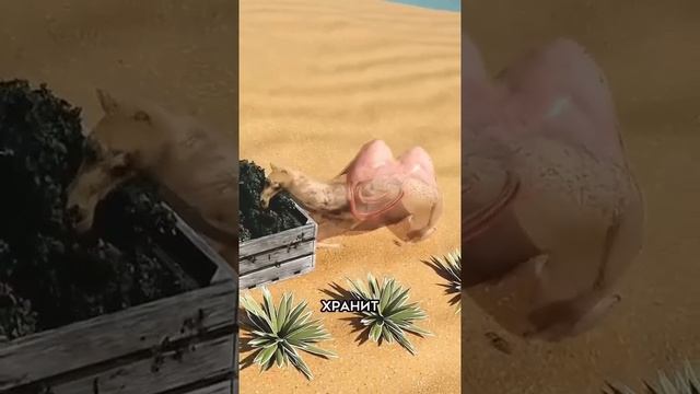 Почему живот верблюда разрывается 😱