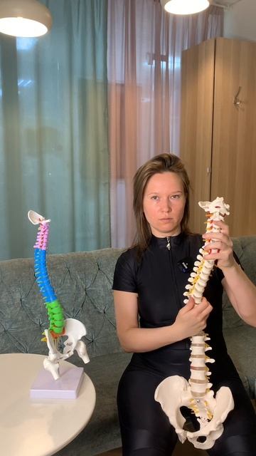Из каких отделов состоит позвоночник и какие движения в нем возможны?