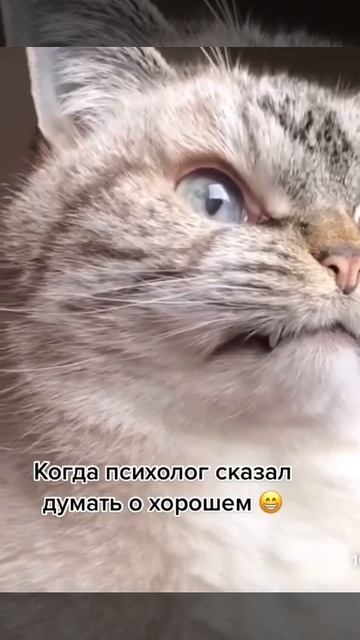 Когда психолог сказал думать о хорошем #кпт #стресс #психолог #юмор #юморпсихолога #психологшутит