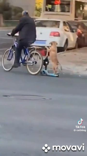 Собакен и прицеп 

1000017959.mp4