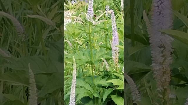 Пчела это или шмель? Кто знает?