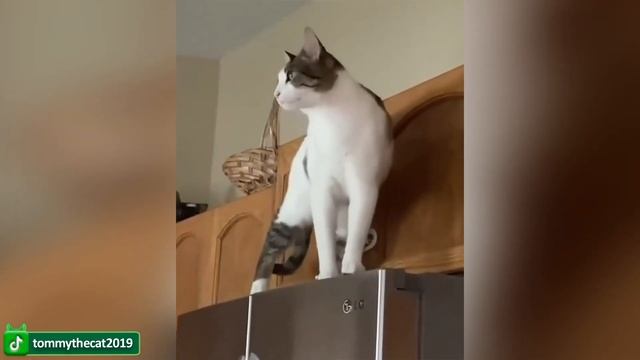 Смешные видео с кошками и милыми котятами -Постарайтесь не смеяться