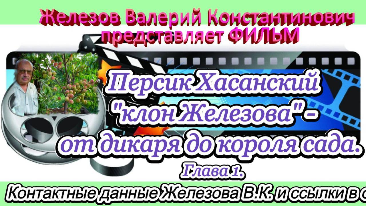 Персик Хасанский "клон Железова" - от дикаря до короля сада. Глава 1.