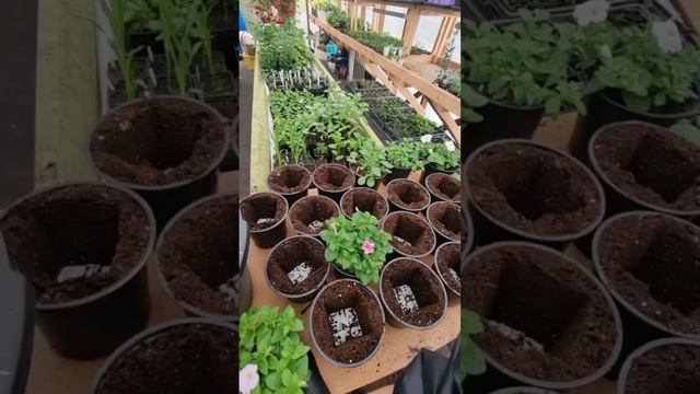 Обожаю этот способ пересадки/перевалки, удобно, быстро и просто👍🌱