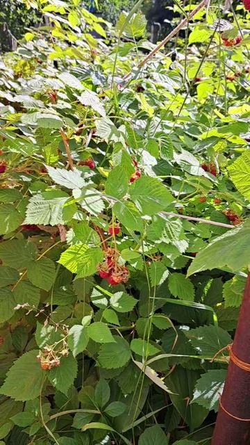 А у нас малина началась!!!😋😋😋