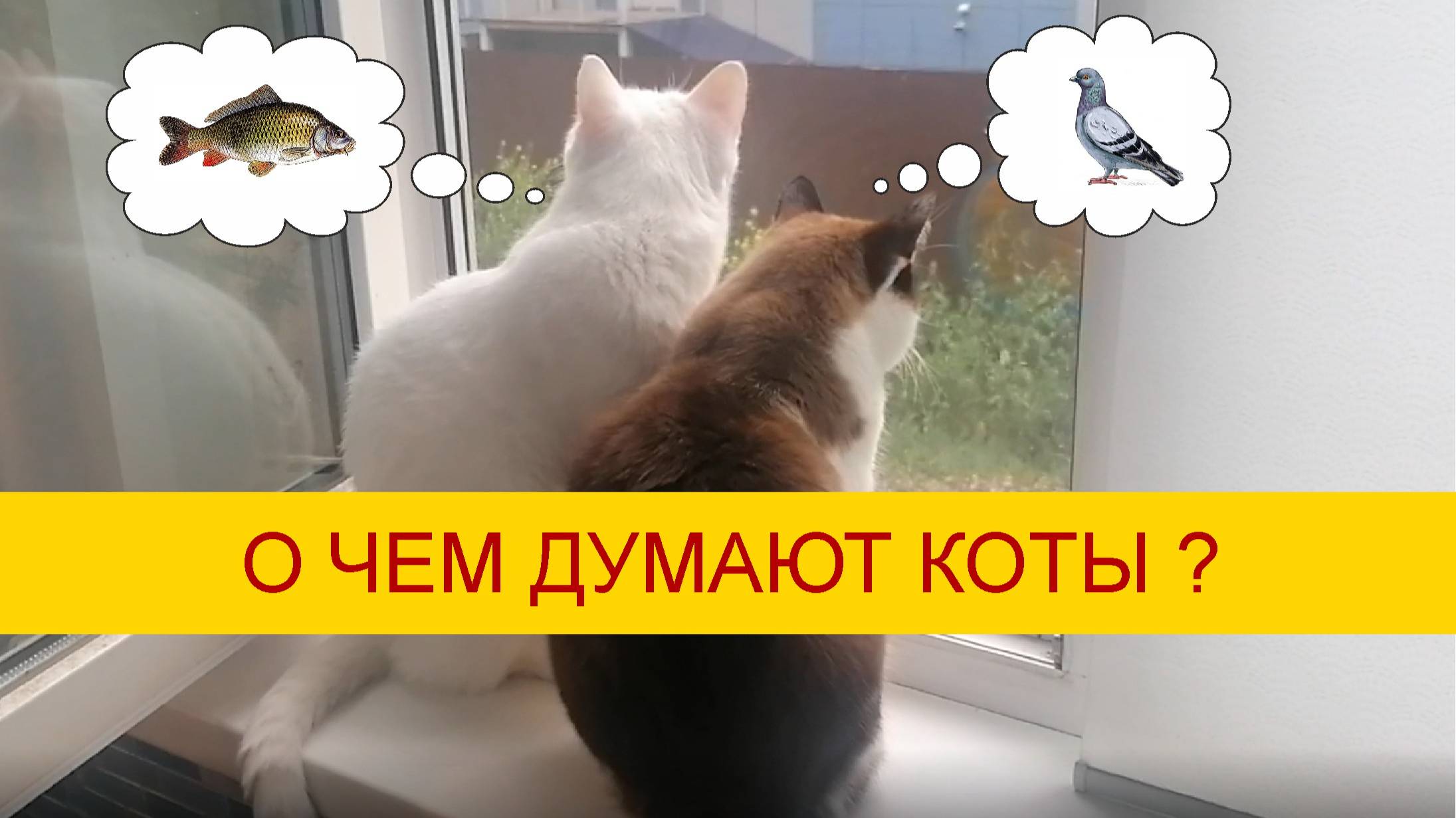 О чем думаю коты? Часть- 1