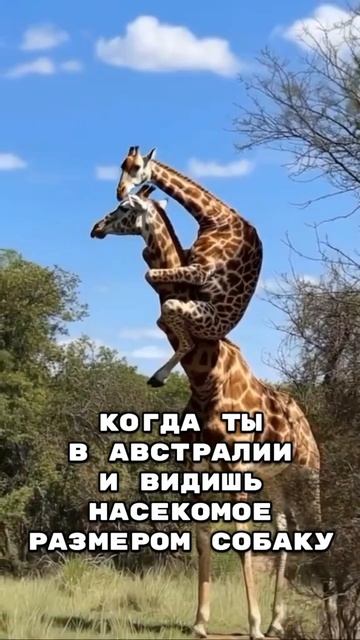 Насекомые в путешествиях