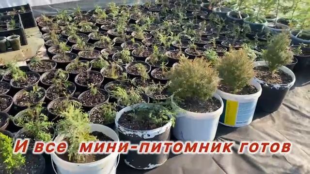 Полив от бочки через Форсунки на питомнике для Рассады .