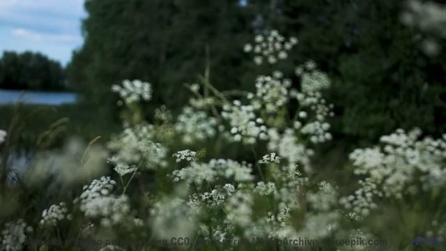 Ты НЕ СМОЖЕШЬ выключить это видео! - Tan dao te (XIV) -- opo -- Estudios Indigeniformes