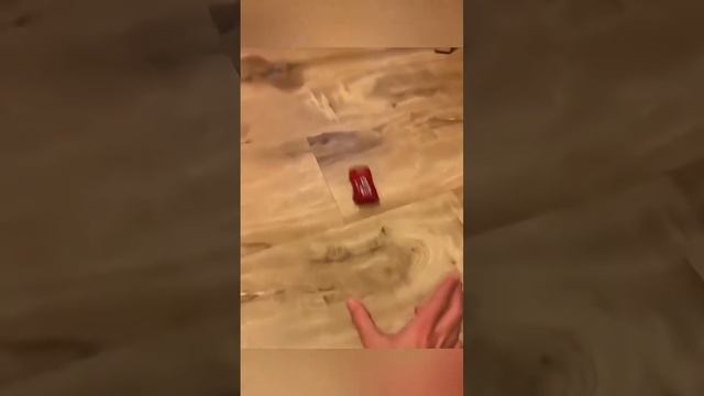 Смешные собаки 🐶
