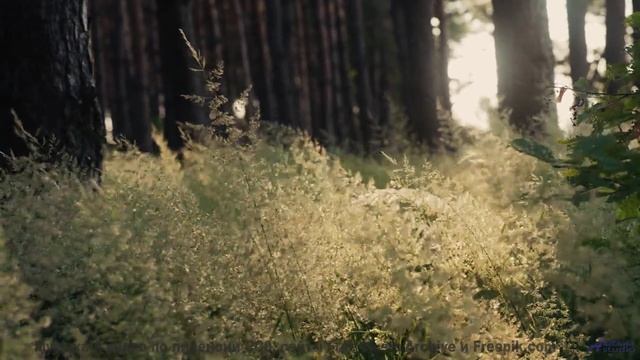 Что скрывается под этой рябью - Pheek Luci -- Yellow Omm -- Unnamed album
