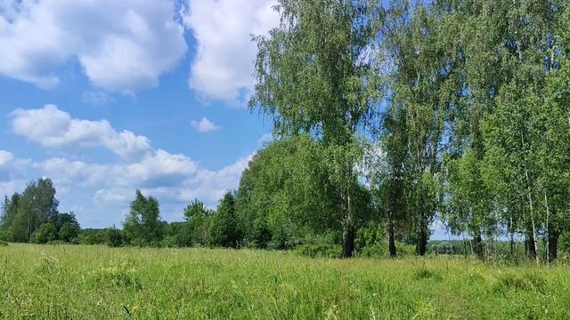 Чудеса природы. Красота вокруг нас. Река Клязьма. Идём, гуляем. Июнь 2025