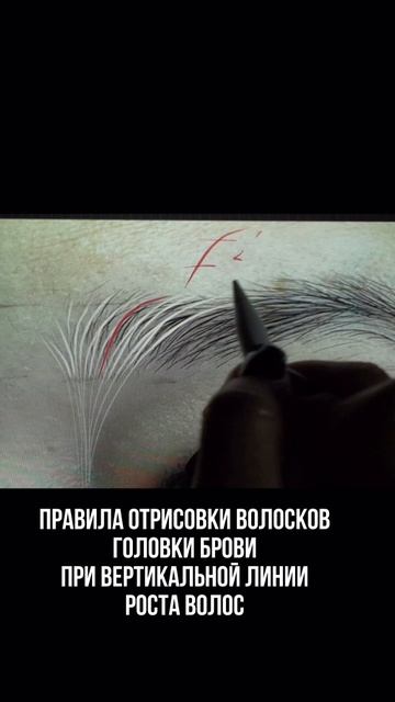 Правила прорисовки волосков головки брови