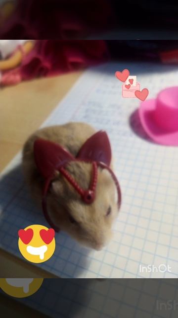 это мой хомячок Хомка❤