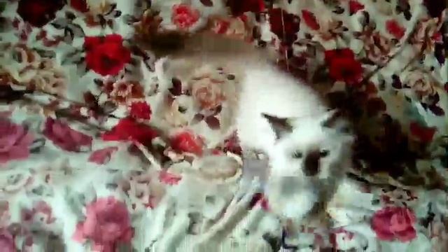 Архивное видео, когда Анжелина была котëнком