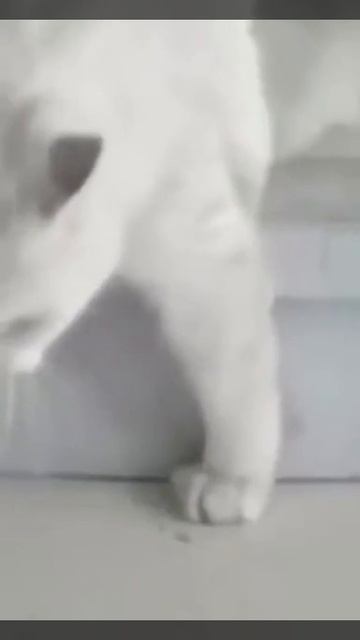 Просочился